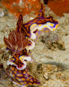 Magnificent Ceratosoma
Chromodorididae by John Roach 